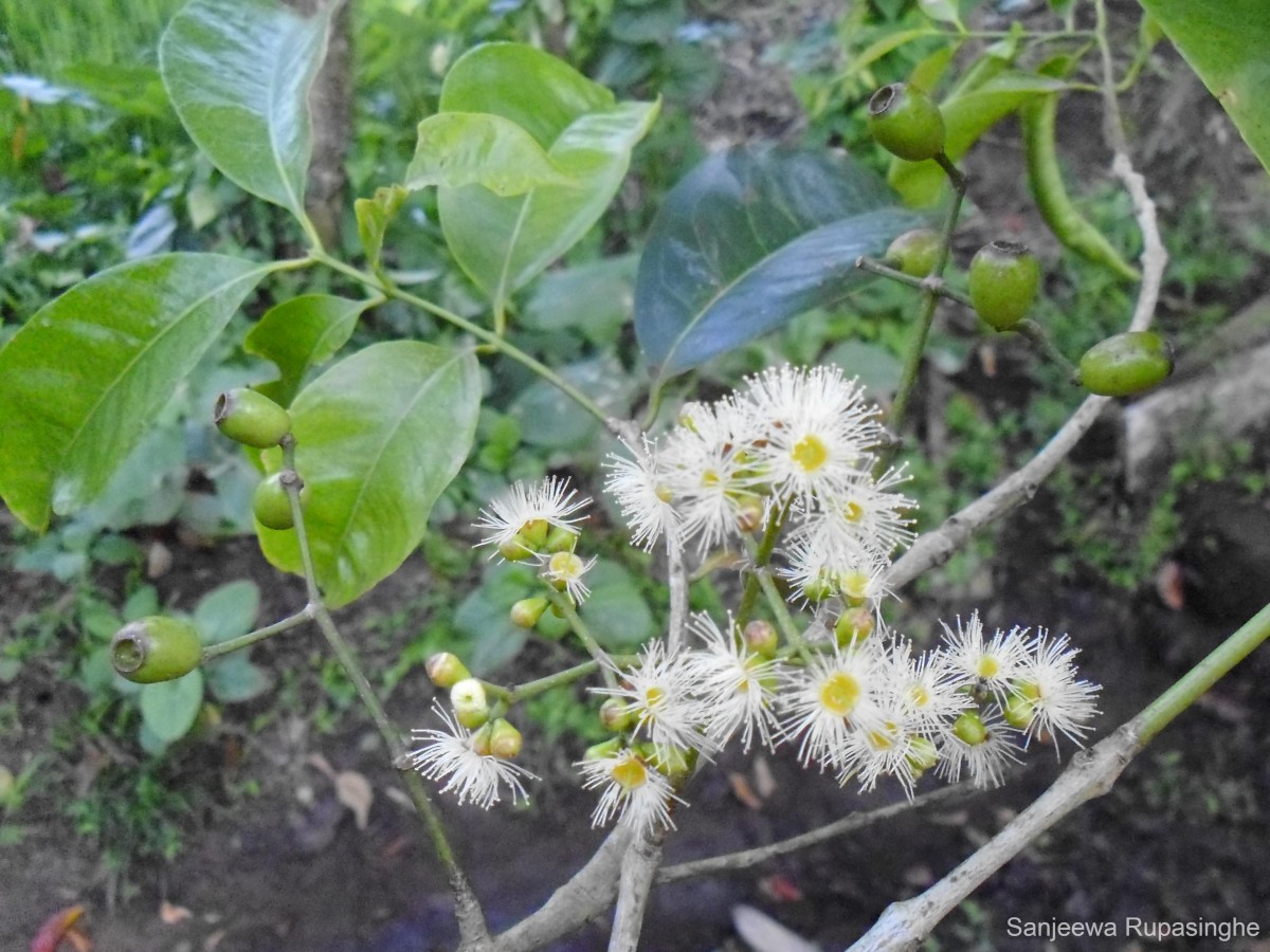 Syzygium nervosum A.Cunn. ex DC.